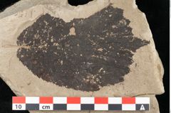 Foto (Detailansicht) von Corylus avellana Linne (NHMW-GEO-2024-0188-15005)